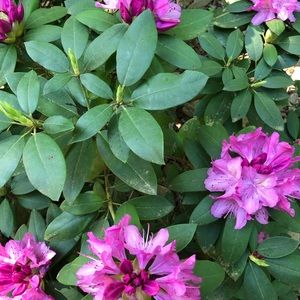 Meet your Posher, Emme